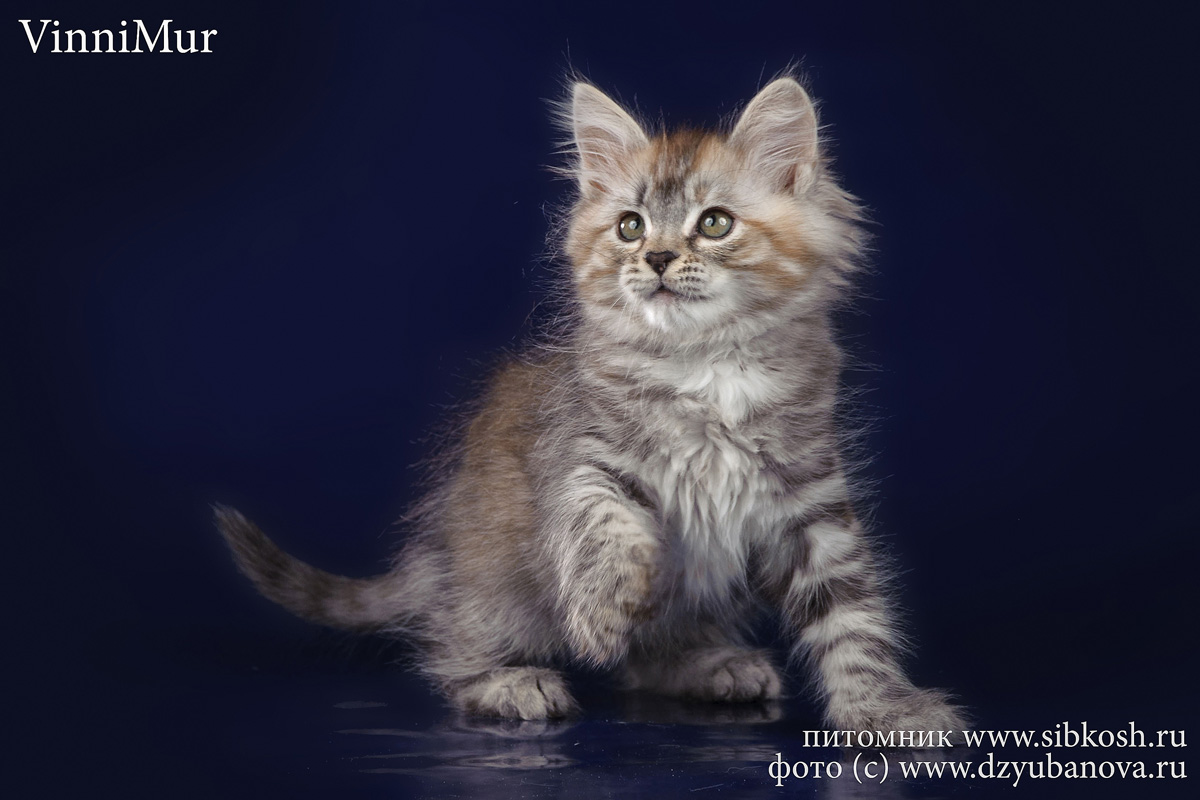 Котята сибирские / Siberian kittens.