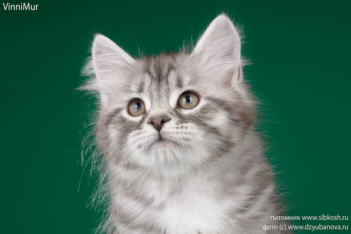Котята сибирские / Siberian kittens.